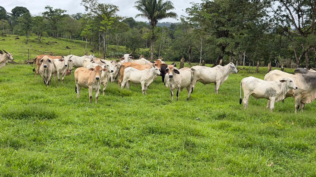 Finca Ganadera entre Upala y Bijagua: Dividida por Vía Nacional
