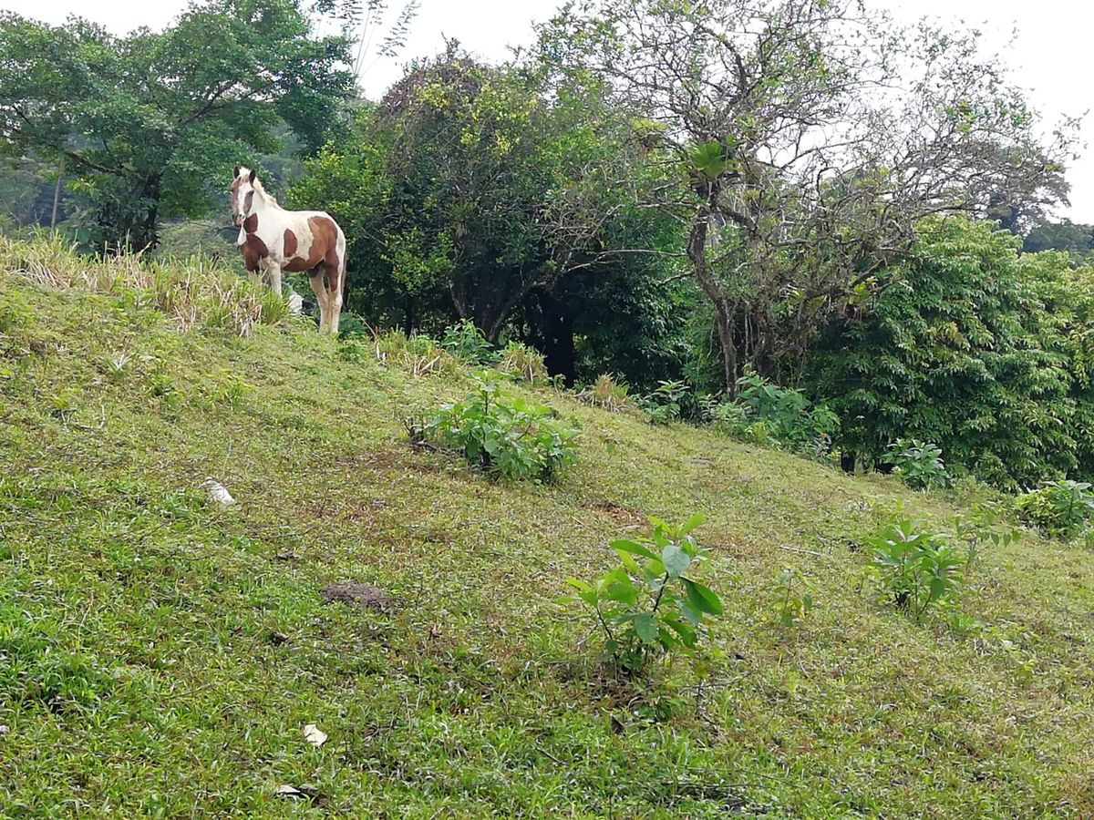 Finca de 3.2 Hectáreas en Peñas Blancas: Con Río y Potencial Turístico
