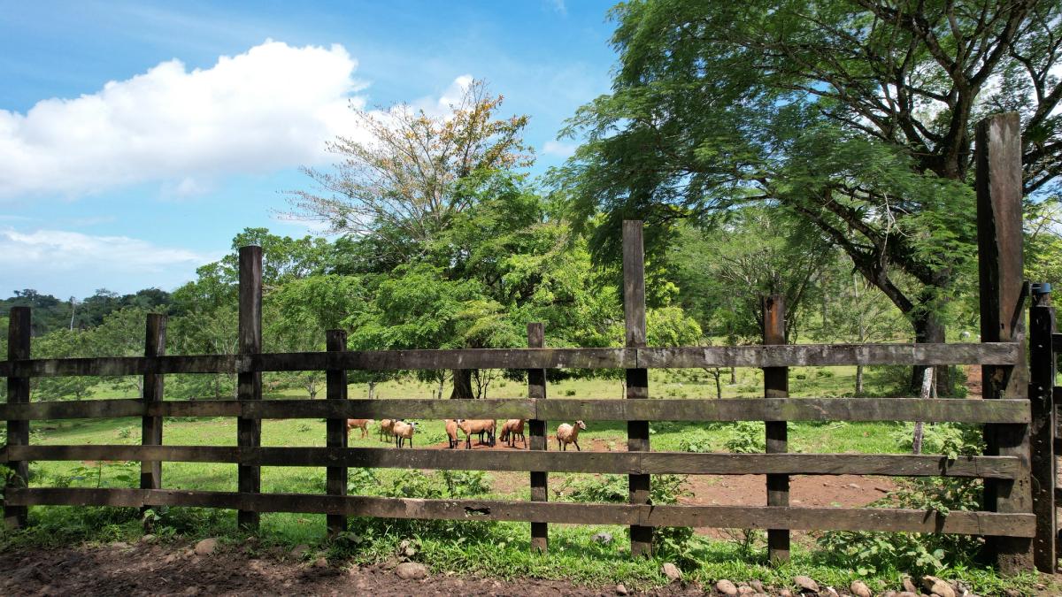 Fully Operational Livestock Development in Cuatro Esquinas