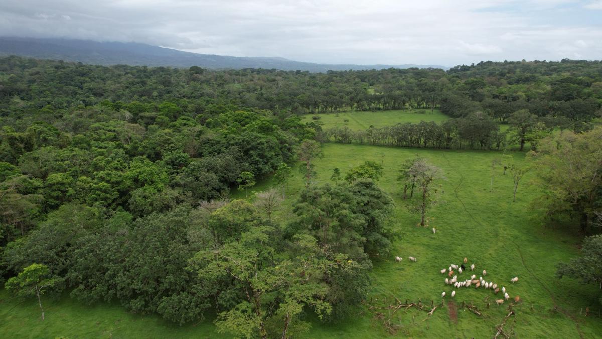 Finca Ganadera entre Upala y Bijagua: Dividida por Vía Nacional