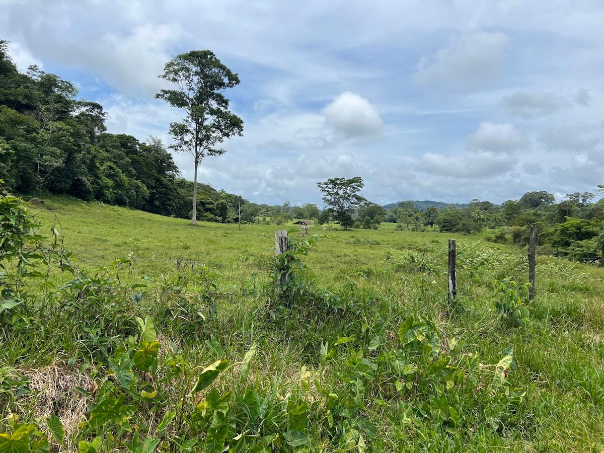 Cattle ranch in Costa Rica, San Carlos