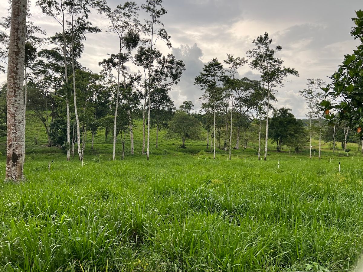 7-Hectare Self-Sufficient Dairy Farm and Cabin in Los Chiles