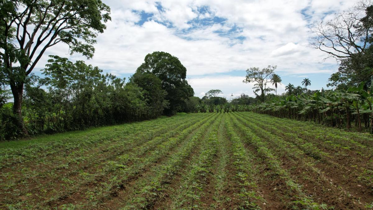 2-Hectare Farm in La Perla, La Fortuna: Commercial Frontage & Peñas Blancas River