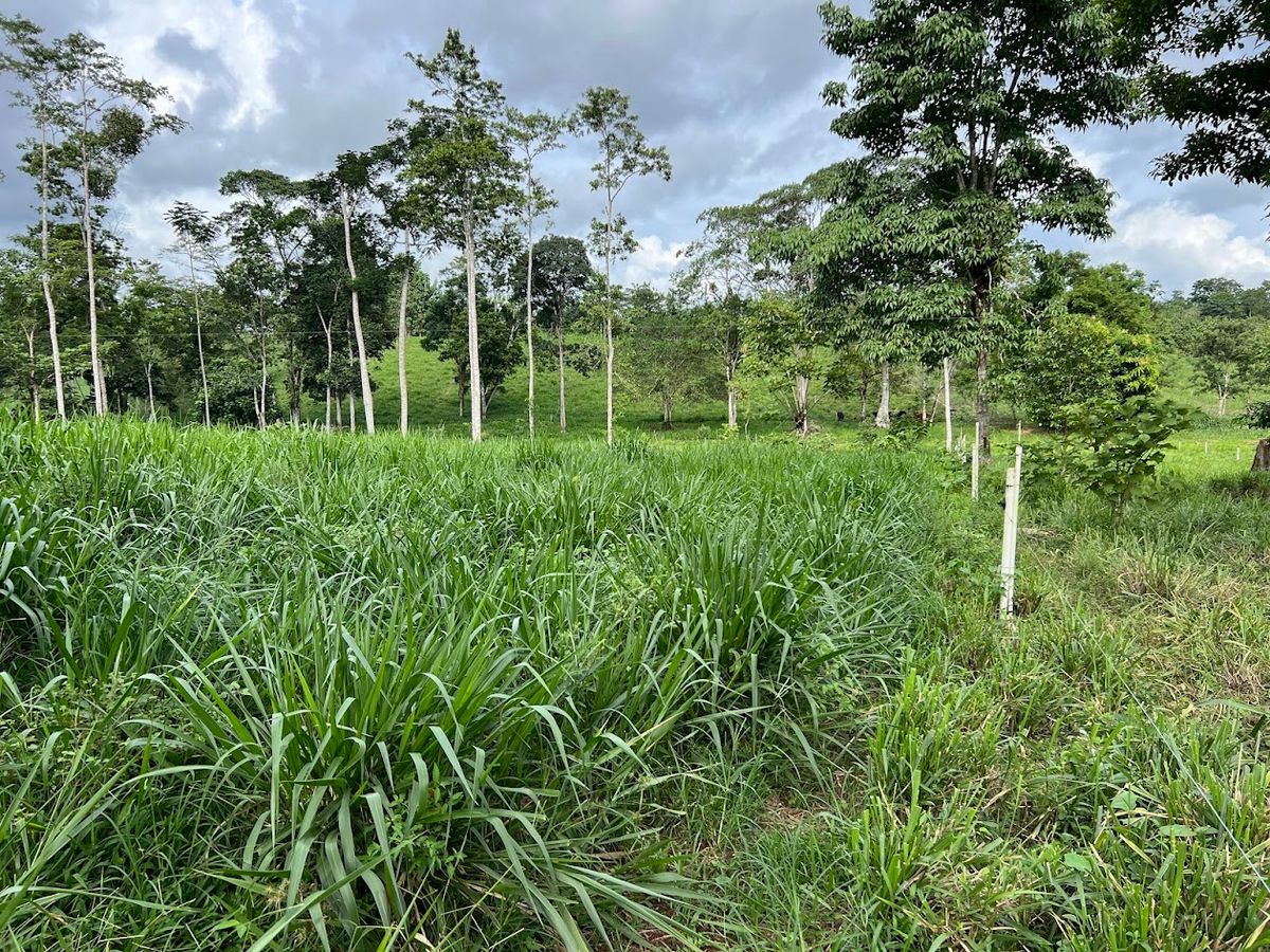 7-Hectare Self-Sufficient Dairy Farm and Cabin in Los Chiles