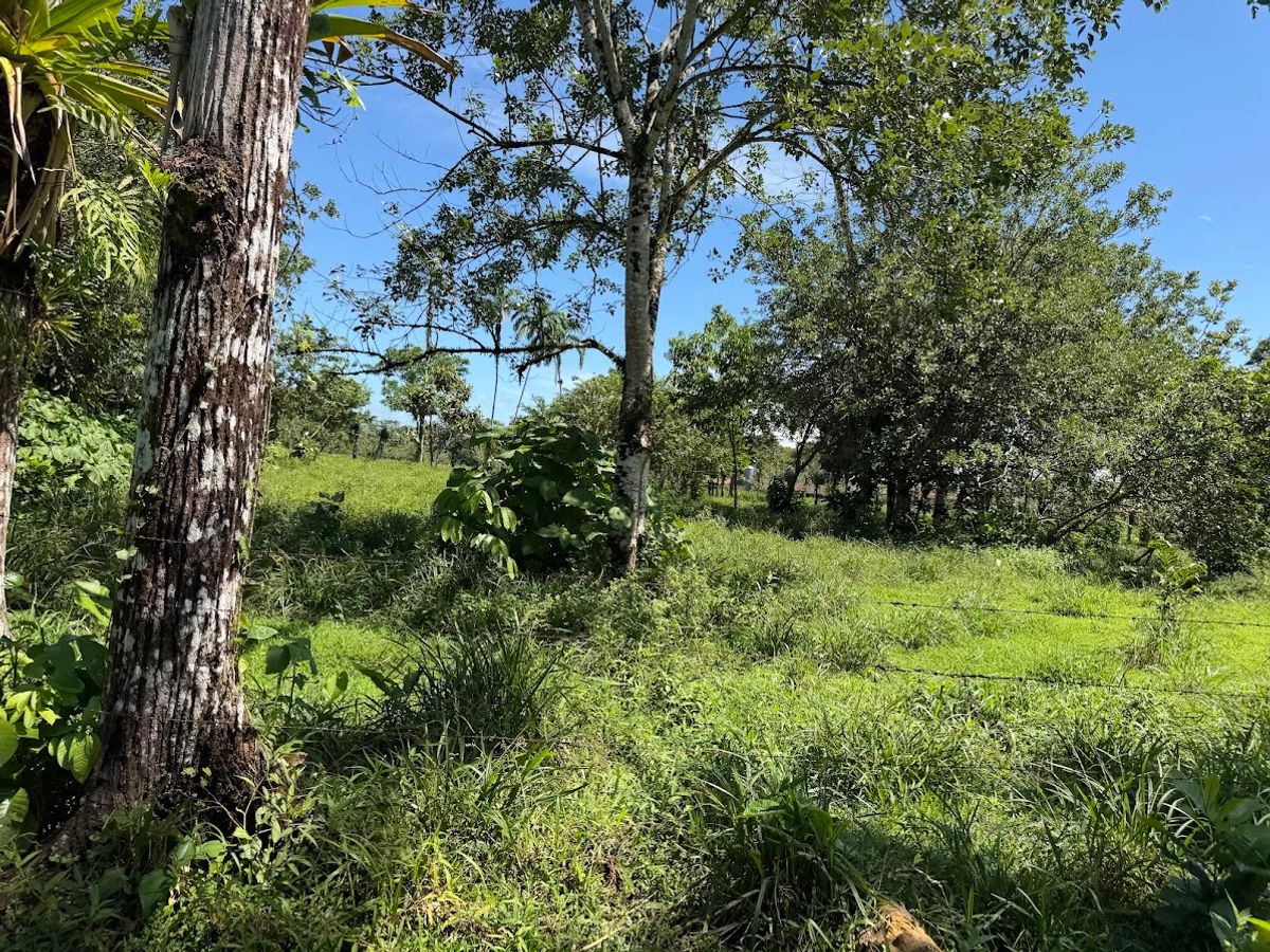 3.6-Hectare Livestock & Commercial Farm in La Vega: Main Road Frontage