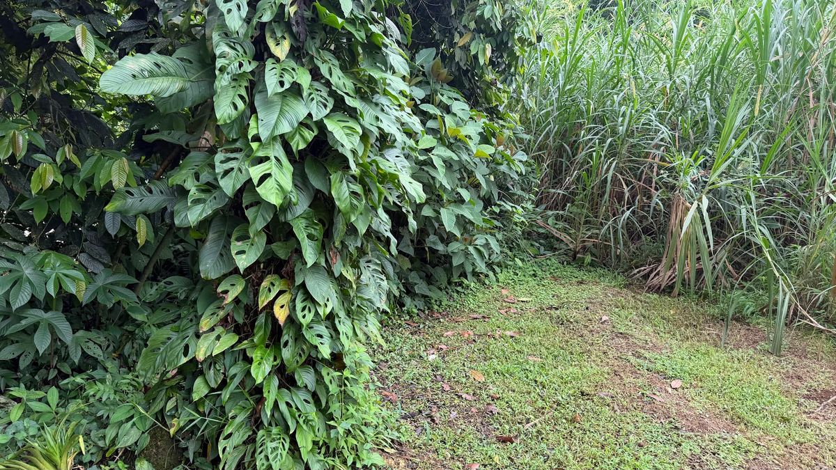 Land for Country Home in La Tigra, San Carlos: Bordering River