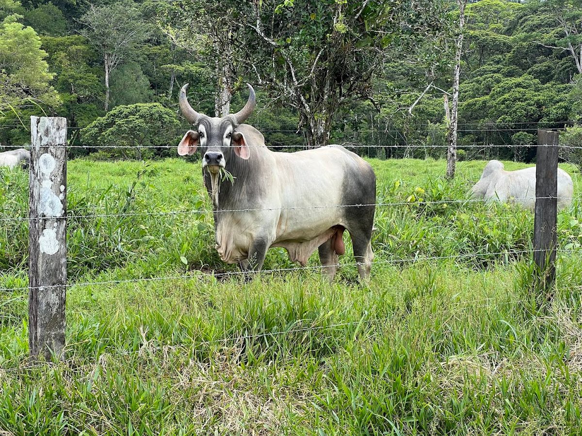 Cattle ranch in Costa Rica, San Carlos