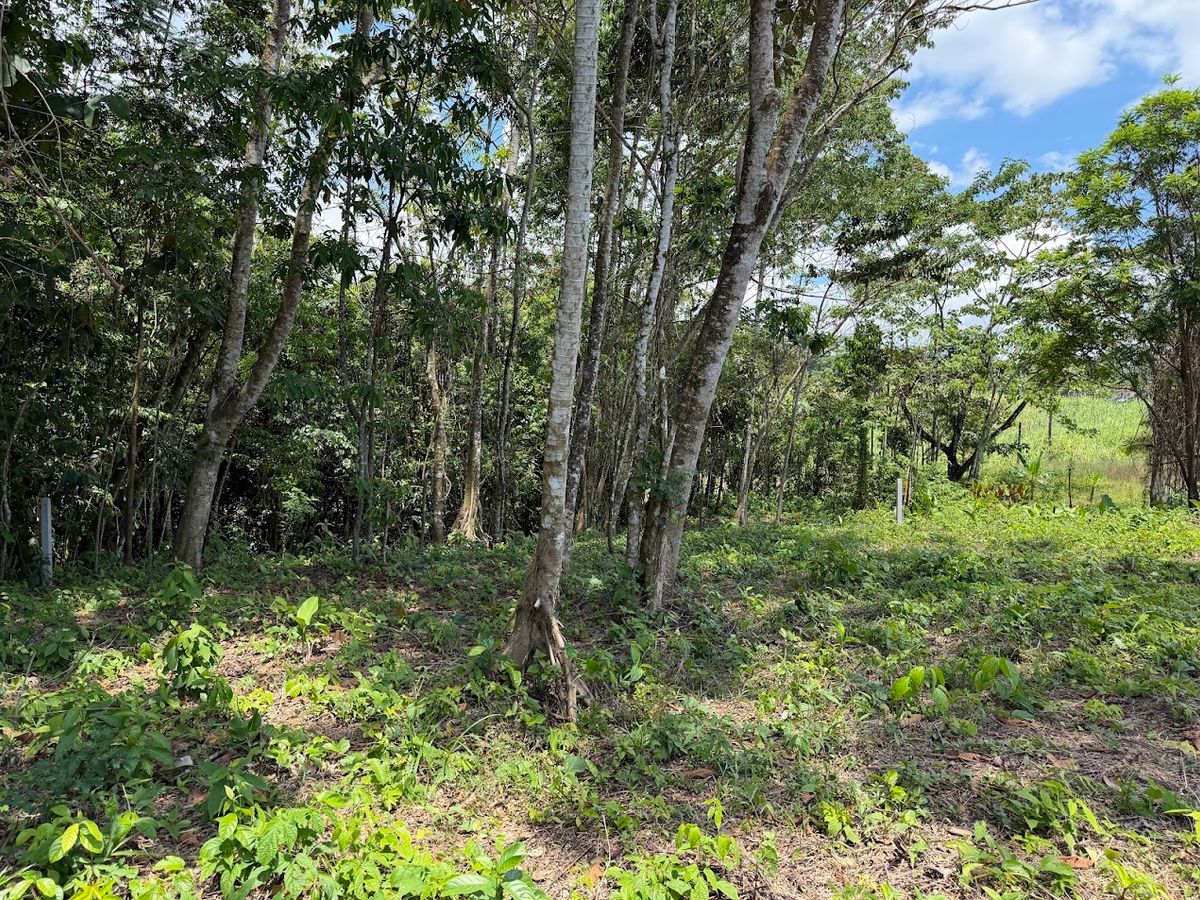 725 sqm Lot in Chachagua: Near La Fortuna & Arenal Volcano