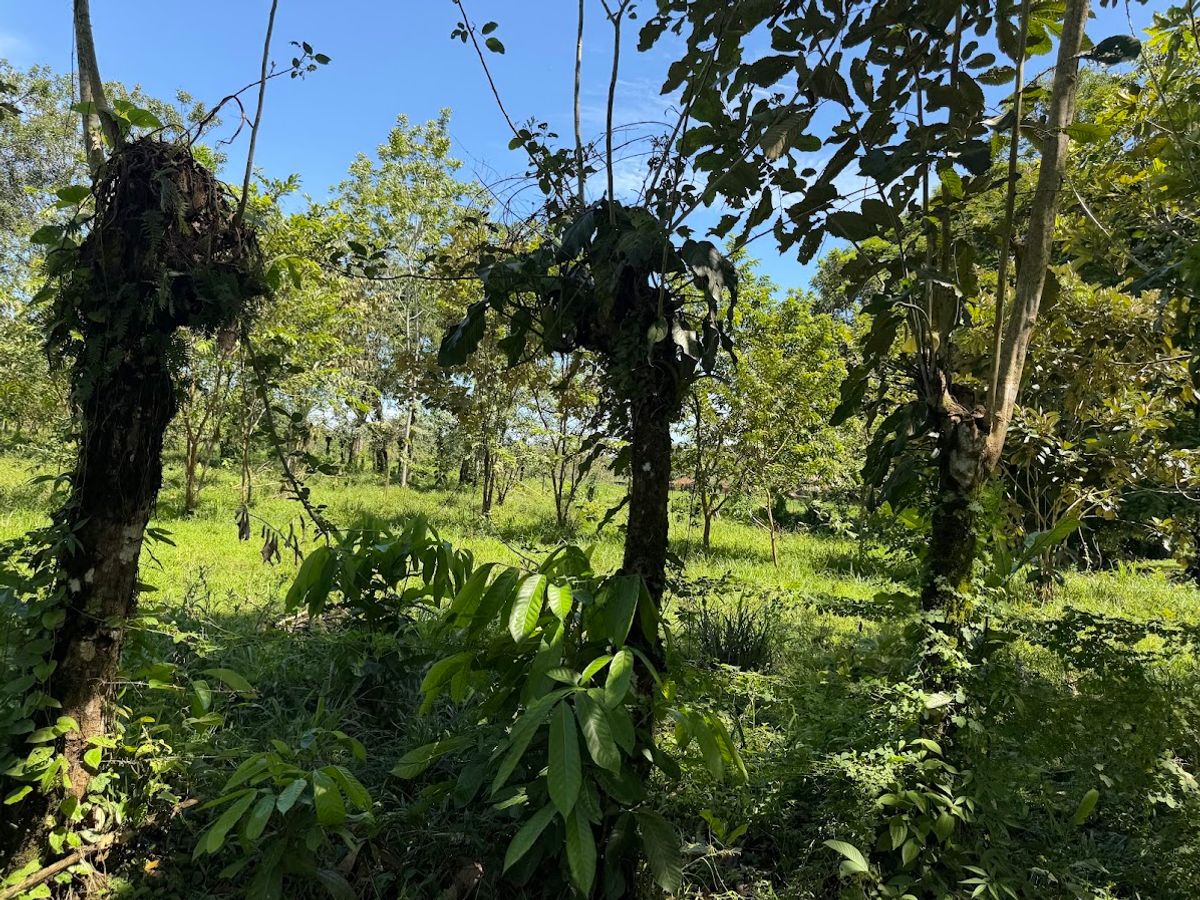 3.6-Hectare Livestock & Commercial Farm in La Vega: Main Road Frontage