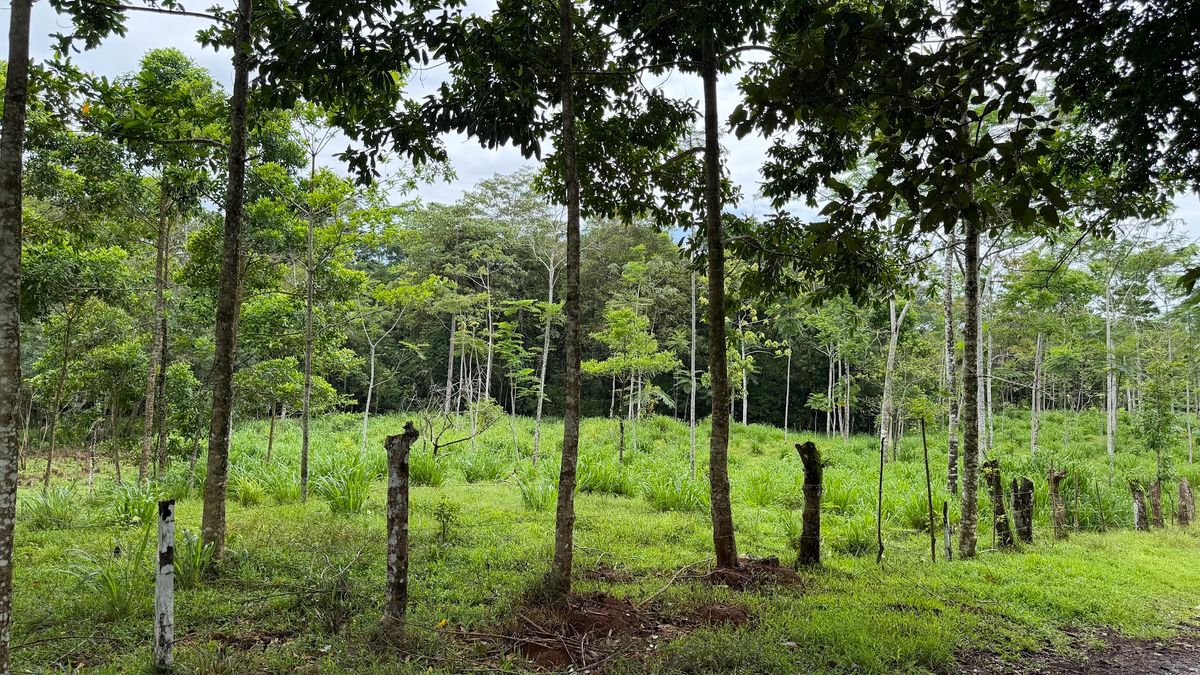Finca Ganadera entre Upala y Bijagua: Dividida por Vía Nacional