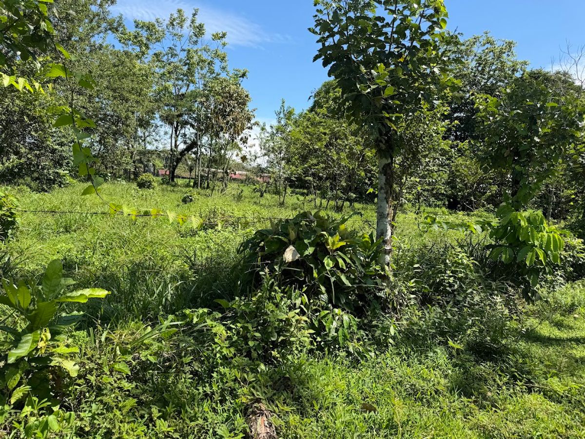 3.6-Hectare Livestock & Commercial Farm in La Vega: Main Road Frontage