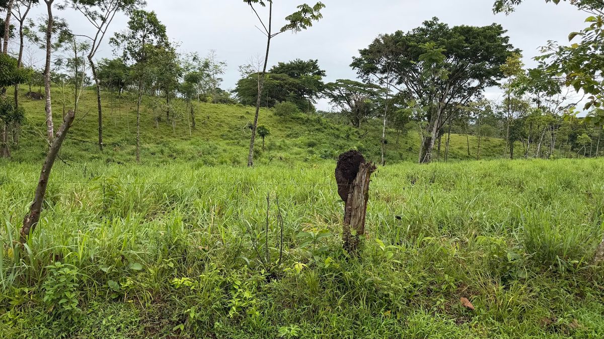 Finca Ganadera entre Upala y Bijagua: Dividida por Vía Nacional