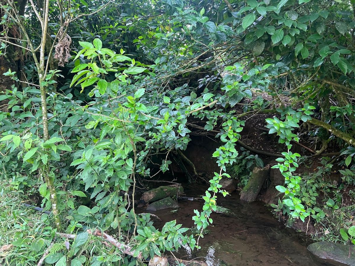 3,000 sqm Flat Lot in San Gerardo: Nature & Investment Opportunity