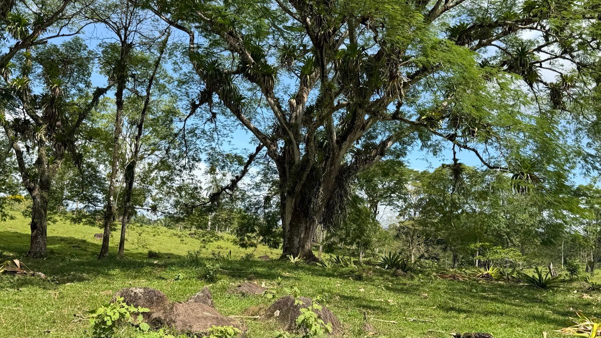 Fully Operational Livestock Development in Cuatro Esquinas