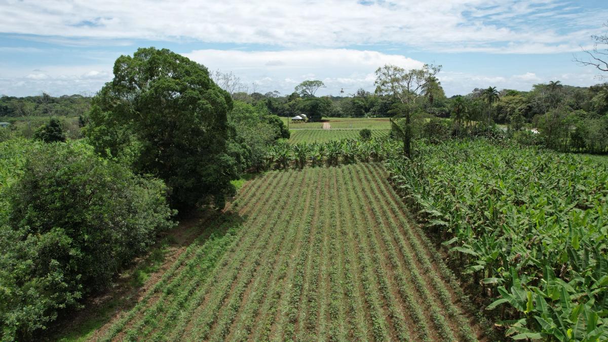 2-Hectare Farm in La Perla, La Fortuna: Commercial Frontage & Peñas Blancas River
