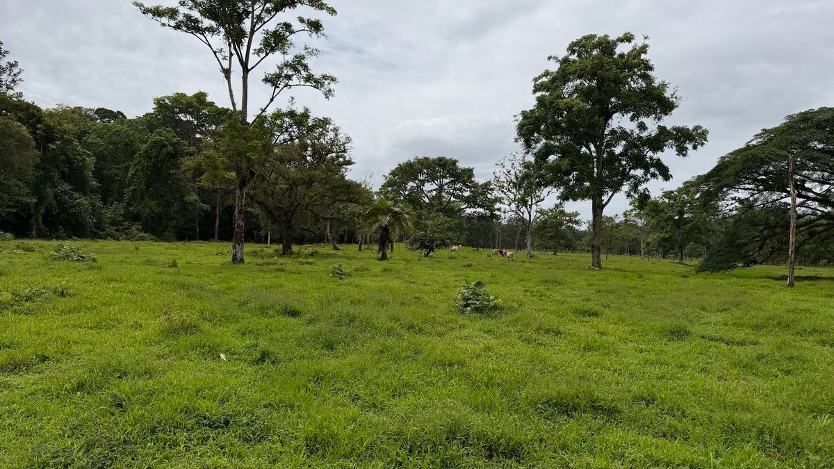 Finca Ganadera entre Upala y Bijagua: Dividida por Vía Nacional