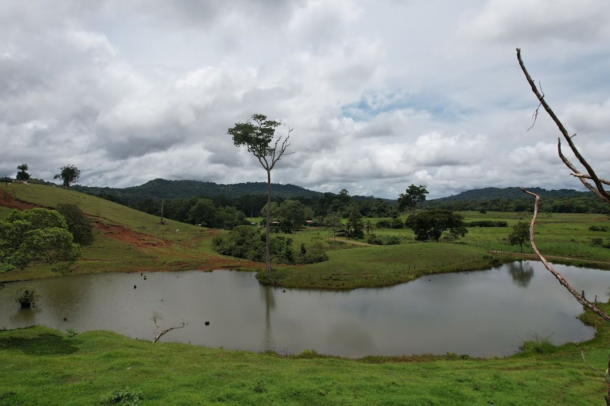 Cattle ranch in Costa Rica, San Carlos