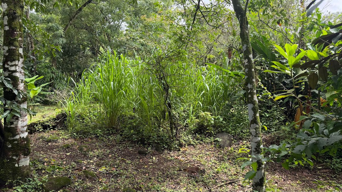 Land for Sale in Las Delicias, Aguas Zarcas: Heritage & Nature