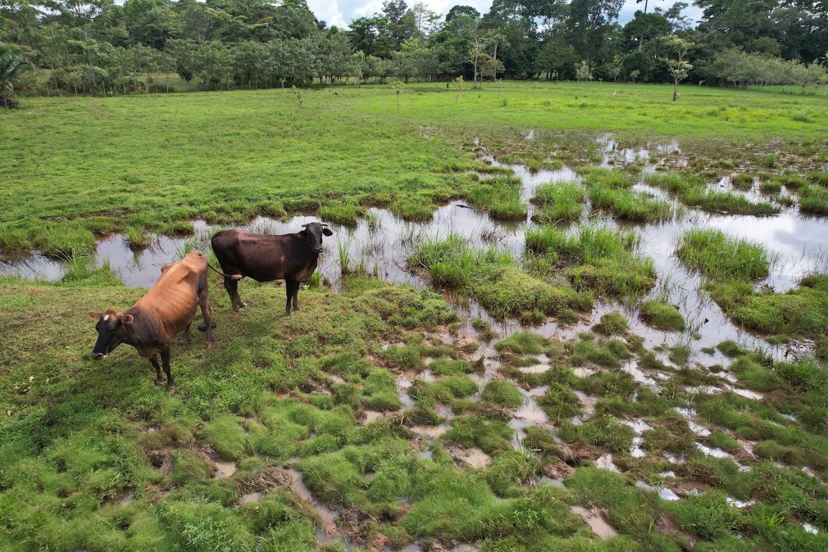 7-Hectare Self-Sufficient Dairy Farm and Cabin in Los Chiles