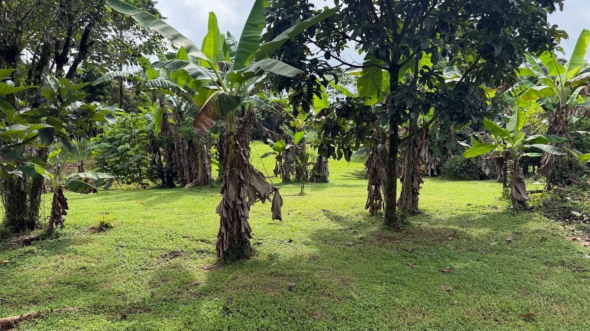 Land for Country Home in La Tigra, San Carlos: Bordering River