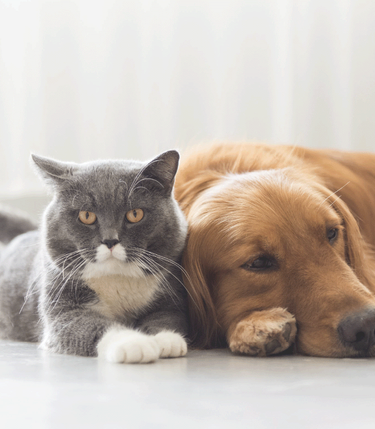 Cat and dog