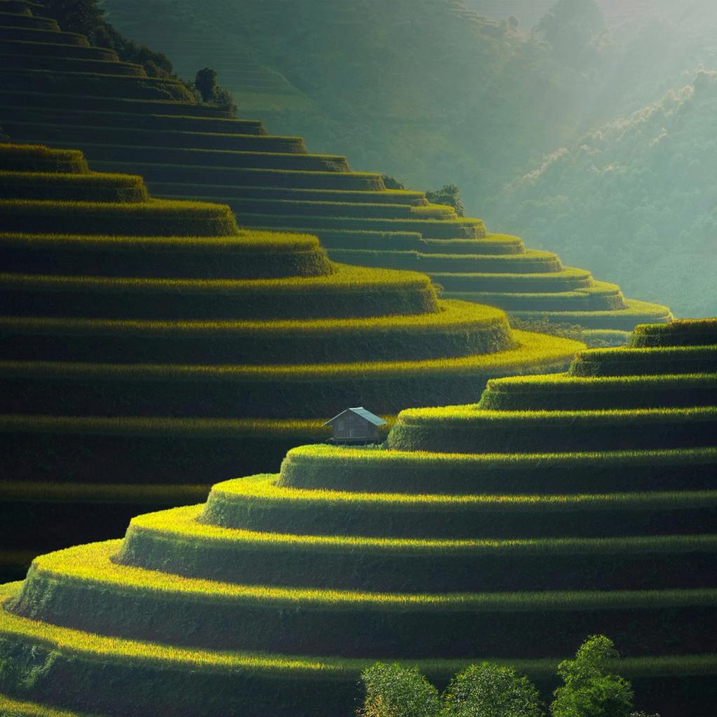 Terraced rice fields with a small house
