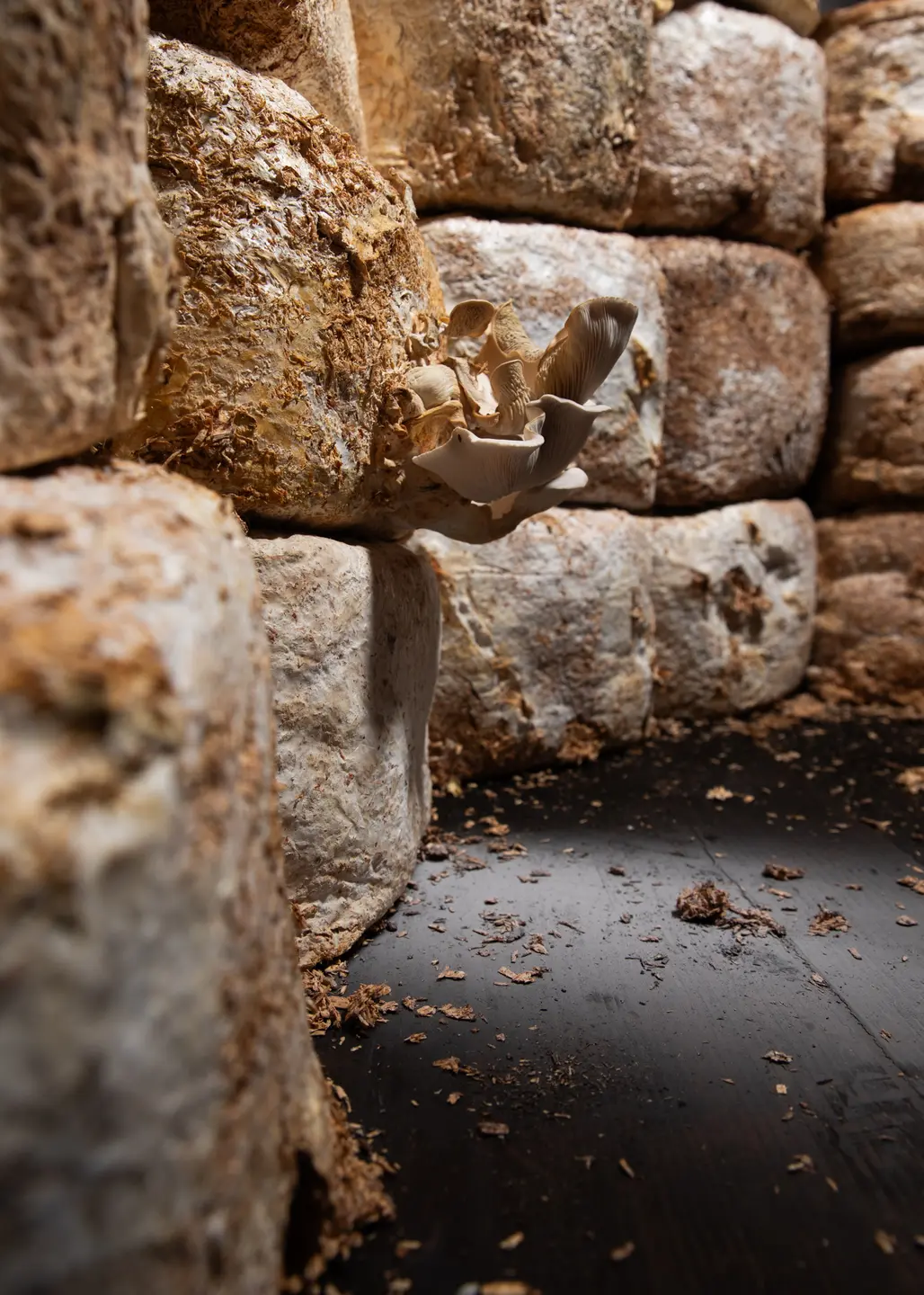 Toutes les bestioles façonnent une chair commune - Lou Revel