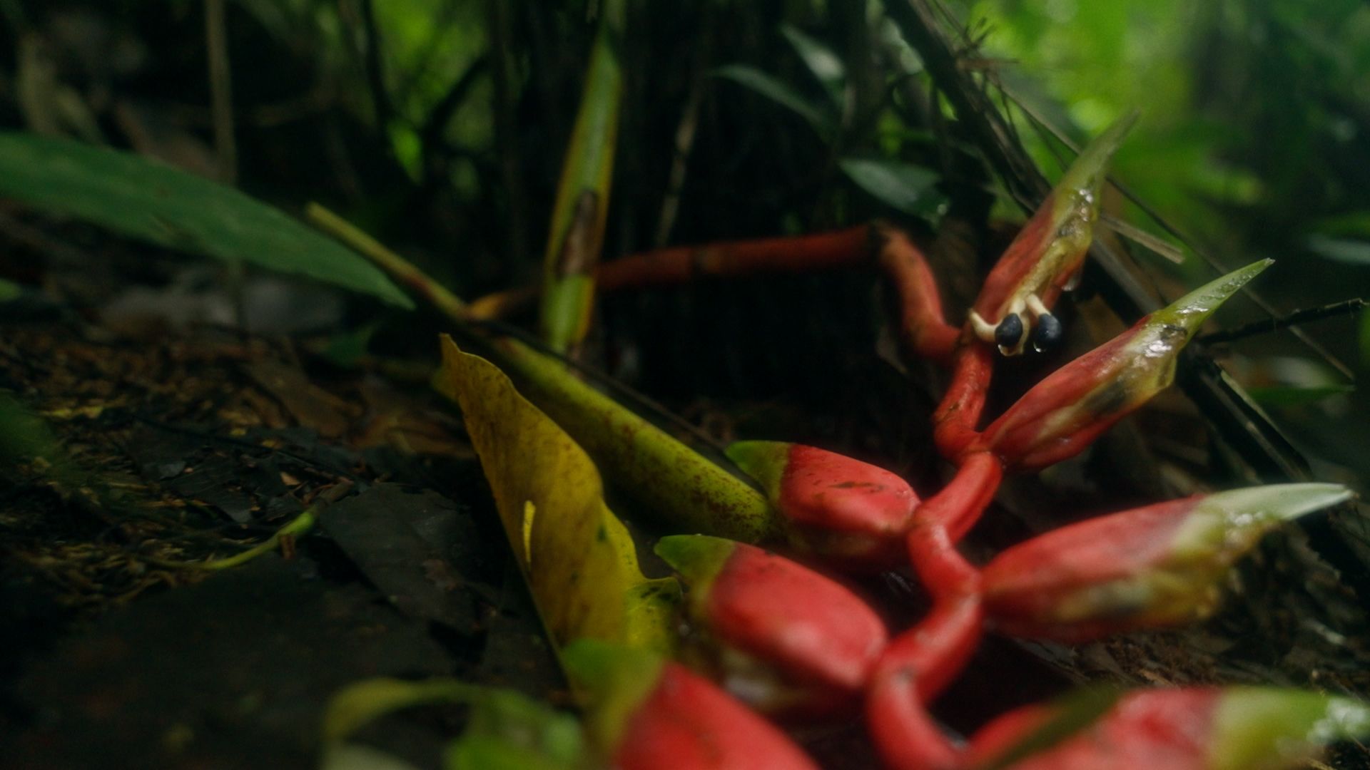 Pies al revés - Elodie Arpa