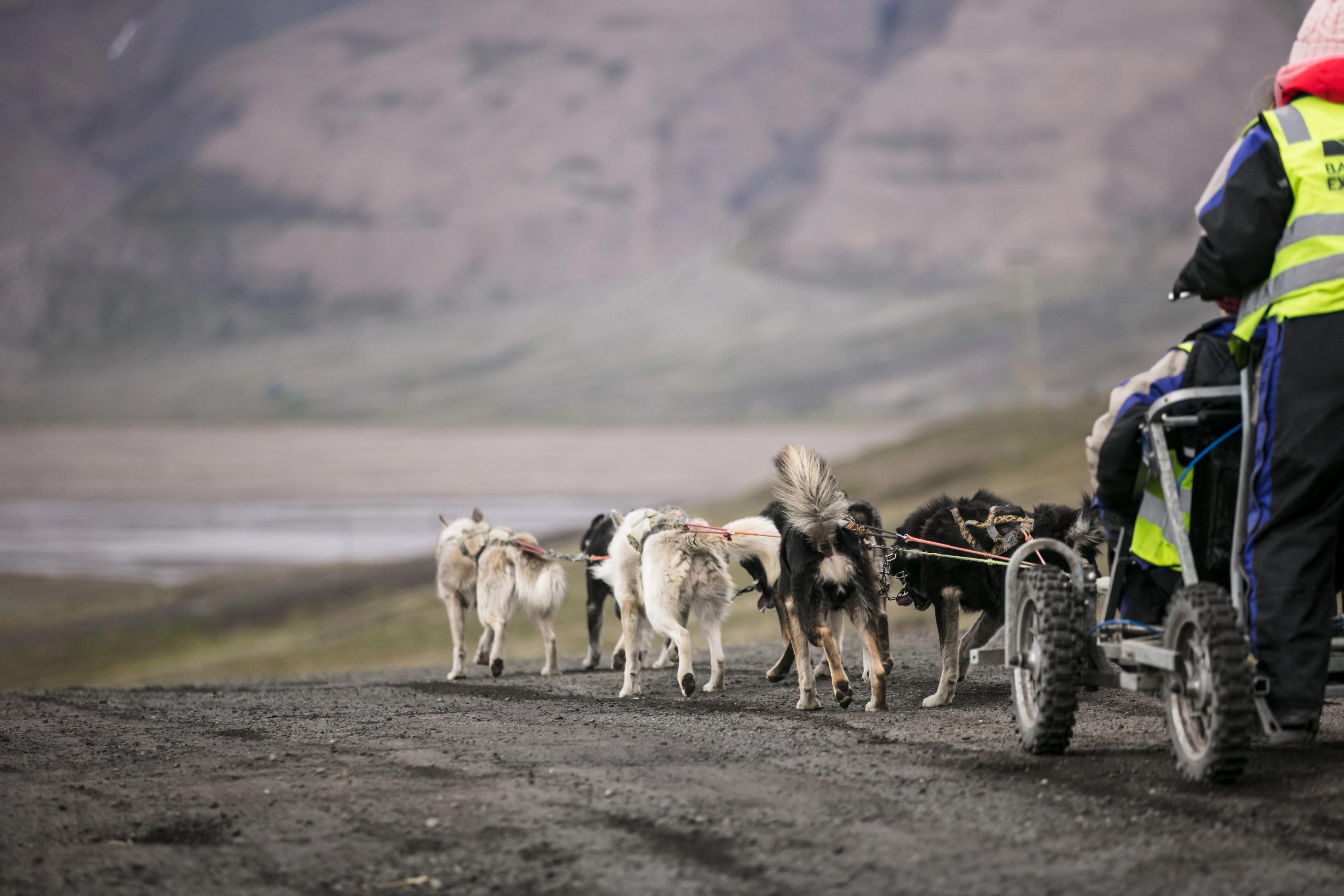 Sleddogteam pulling a cart on wheels