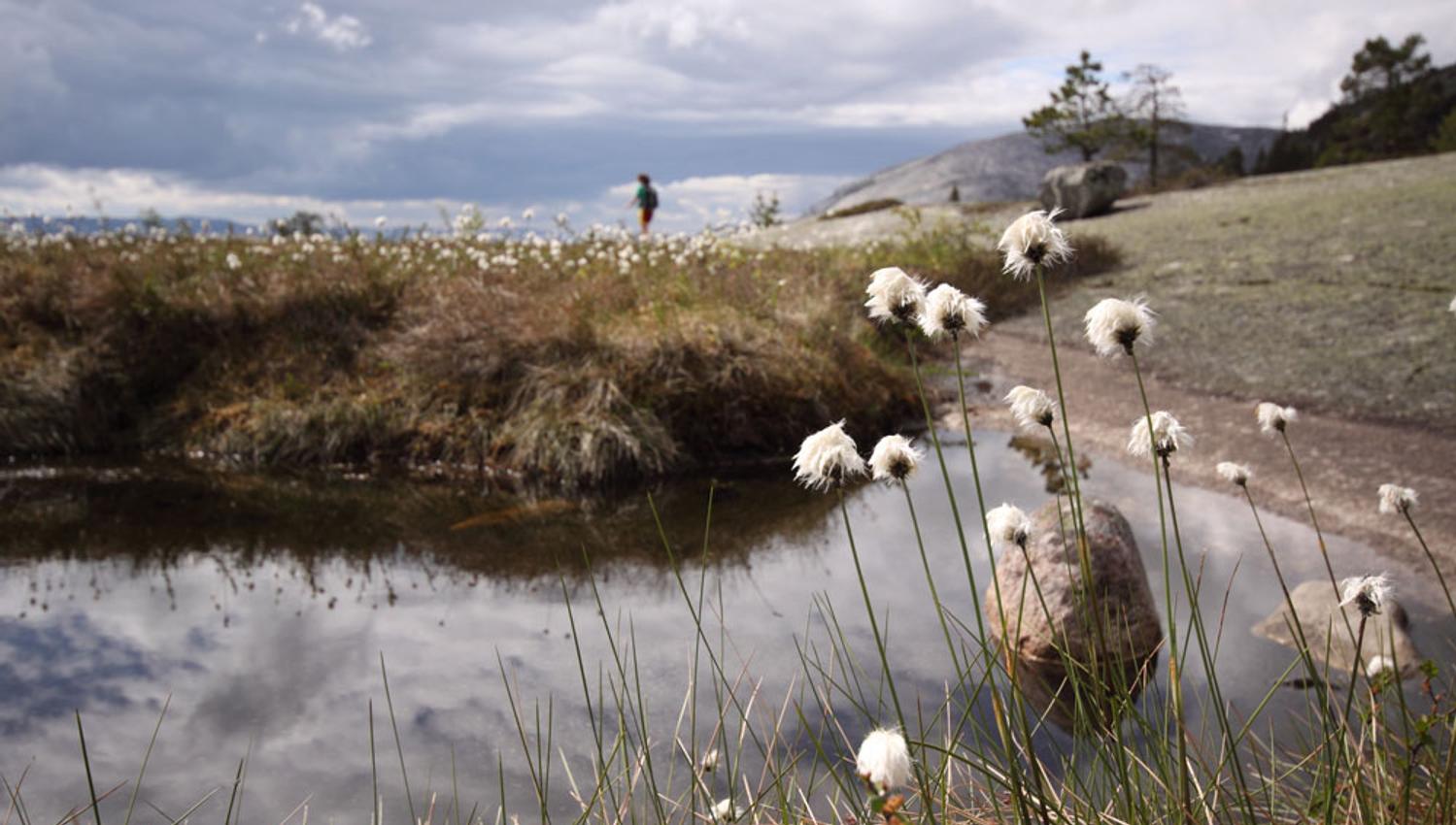 Hægefjell