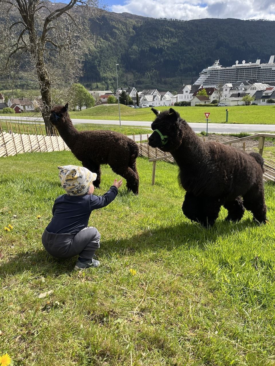 Eit barn på kne i graset rekkjer handa mot to mørke alpakkaer, med fjell, hus og cruiseskip i bakgrunnen på Myklebust Farm..