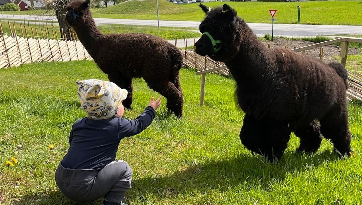 Eit barn på kne i graset rekkjer handa mot to mørke alpakkaer, med fjell, hus og cruiseskip i bakgrunnen på Myklebust Farm..