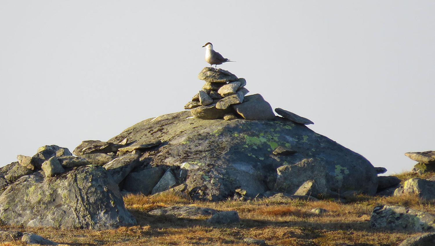 web_fjelljo