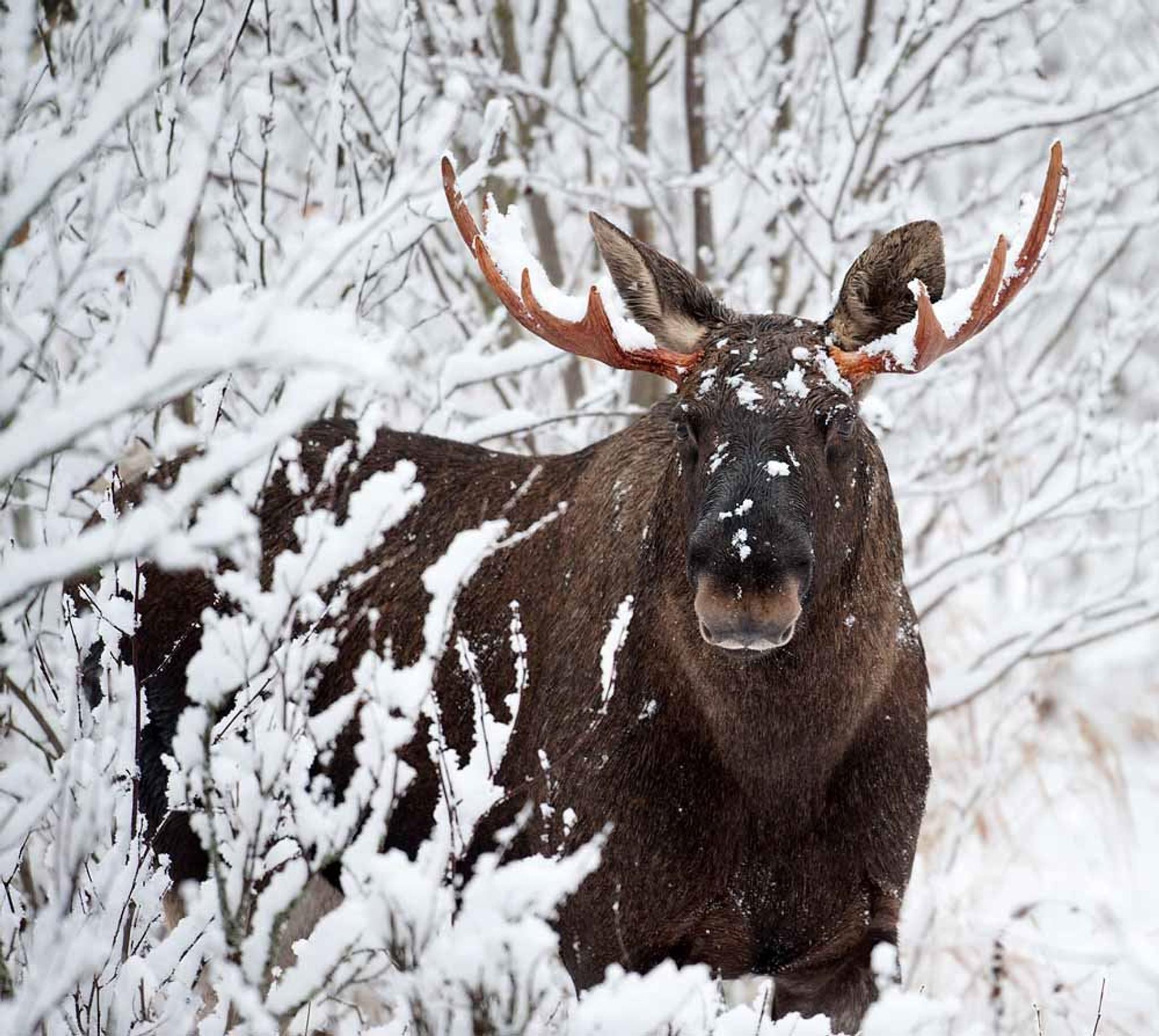 Truger - Glød Explorer