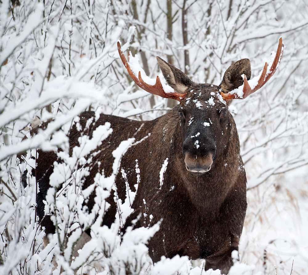 Truger - Glød Explorer