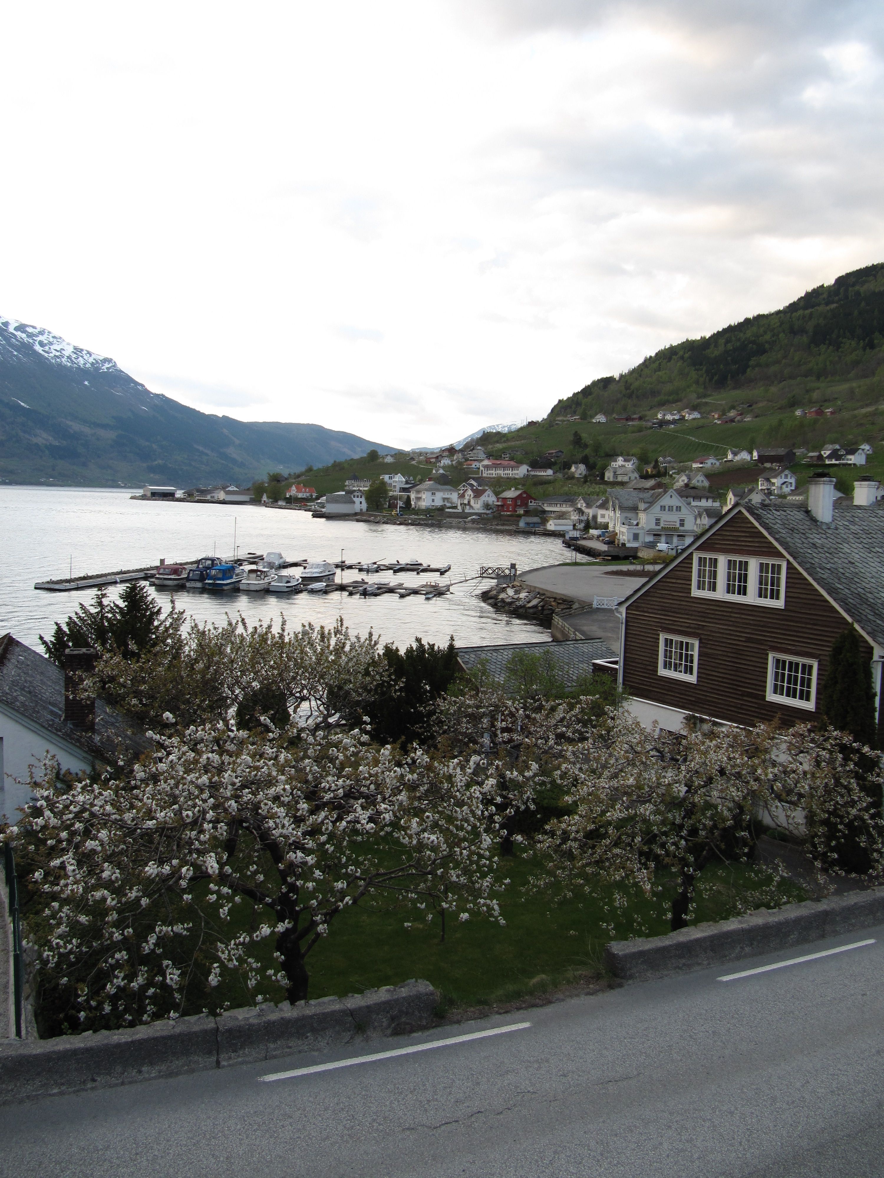 Frukthage i bløming ved fjorden langs Fruktstien i Hardanger.