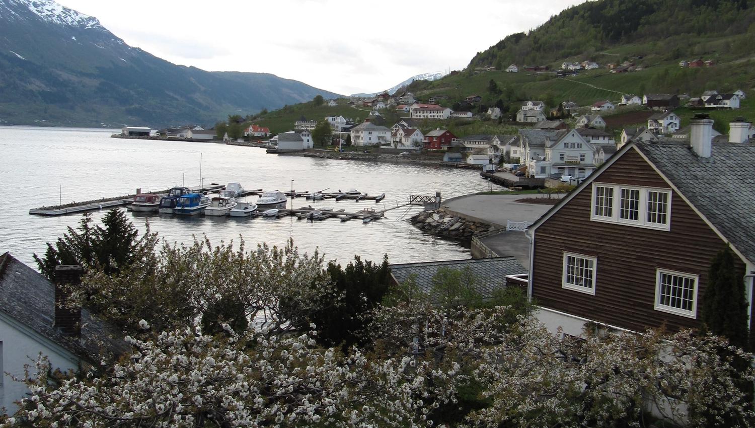 Frukthage i bløming ved fjorden langs Fruktstien i Hardanger.