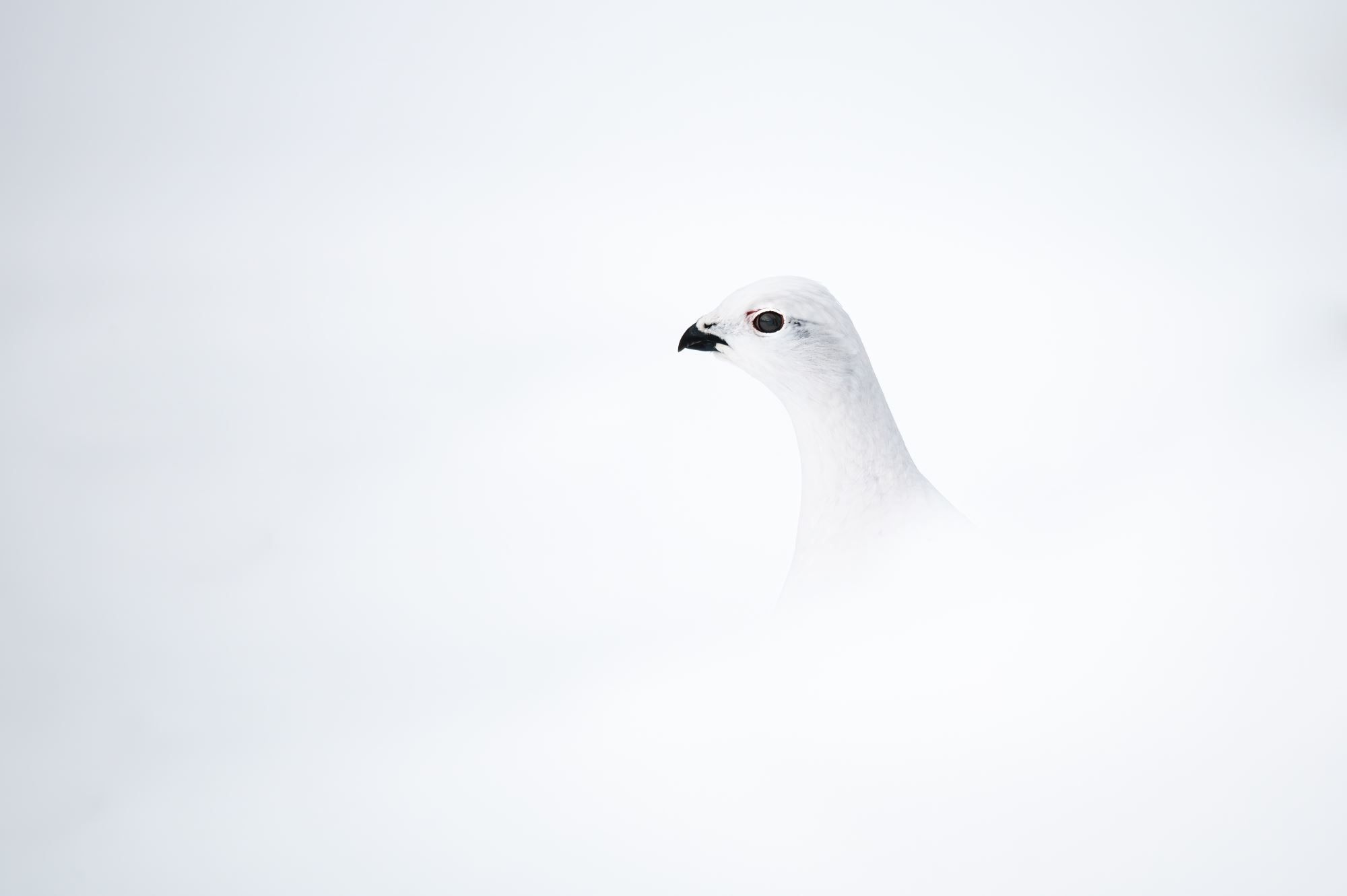 Bird watching with guide