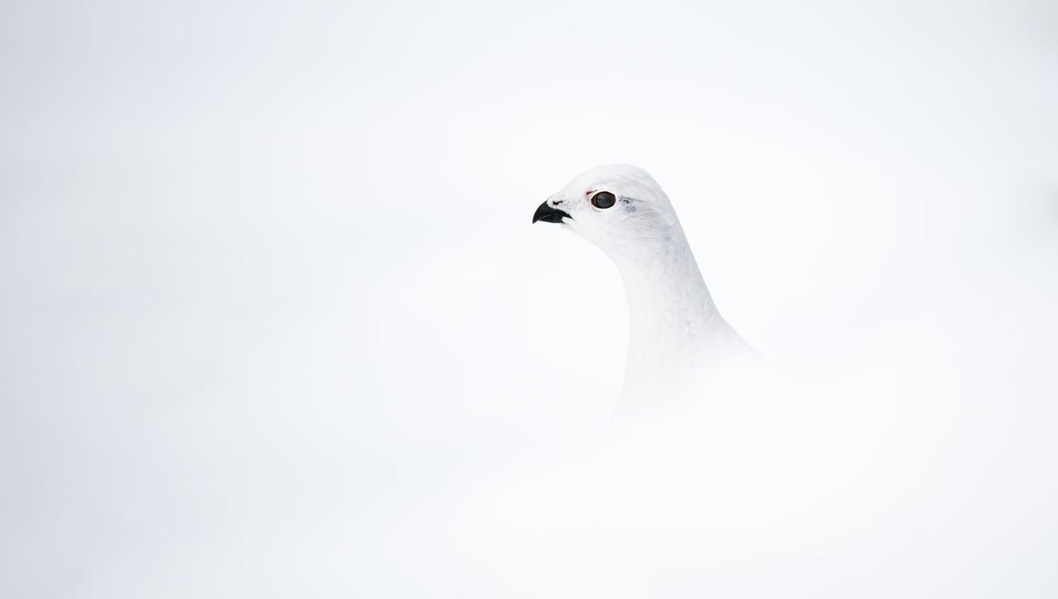 Bird watching with guide
