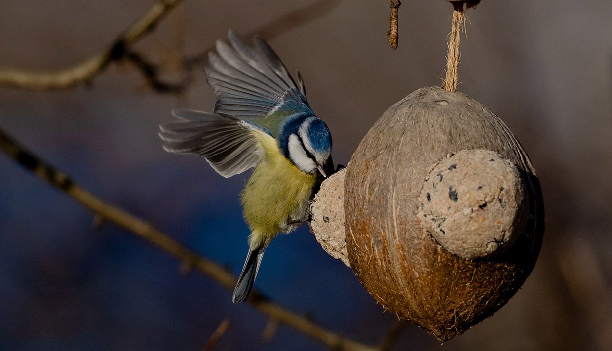 Bird feeder with a blue tit, Hardanger.