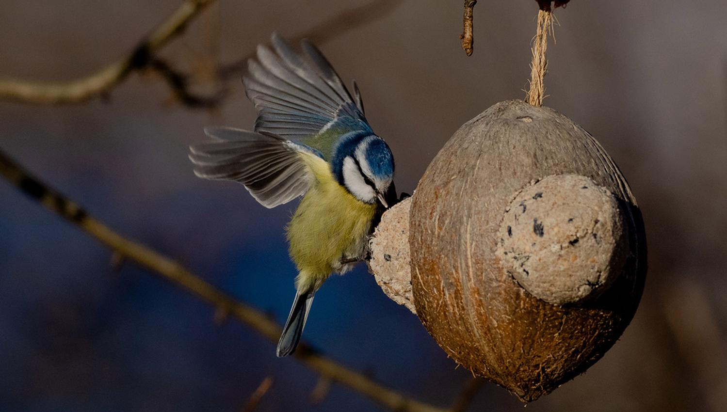 Bird feeder with a blue tit, Hardanger.