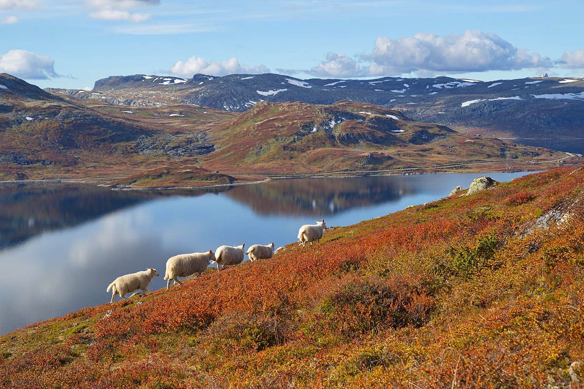 Tyinlam i høstfjellet