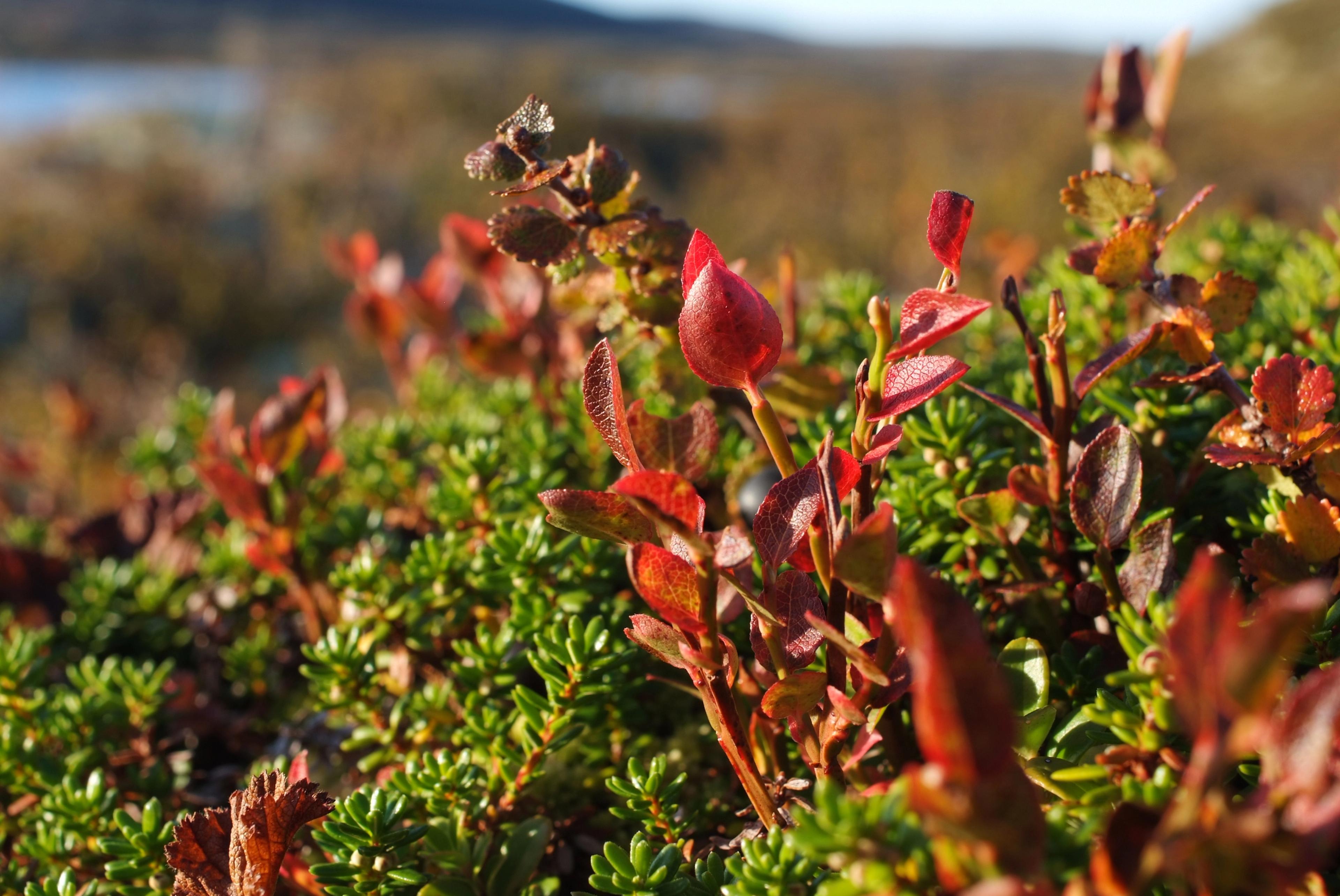 heather in autumn colors