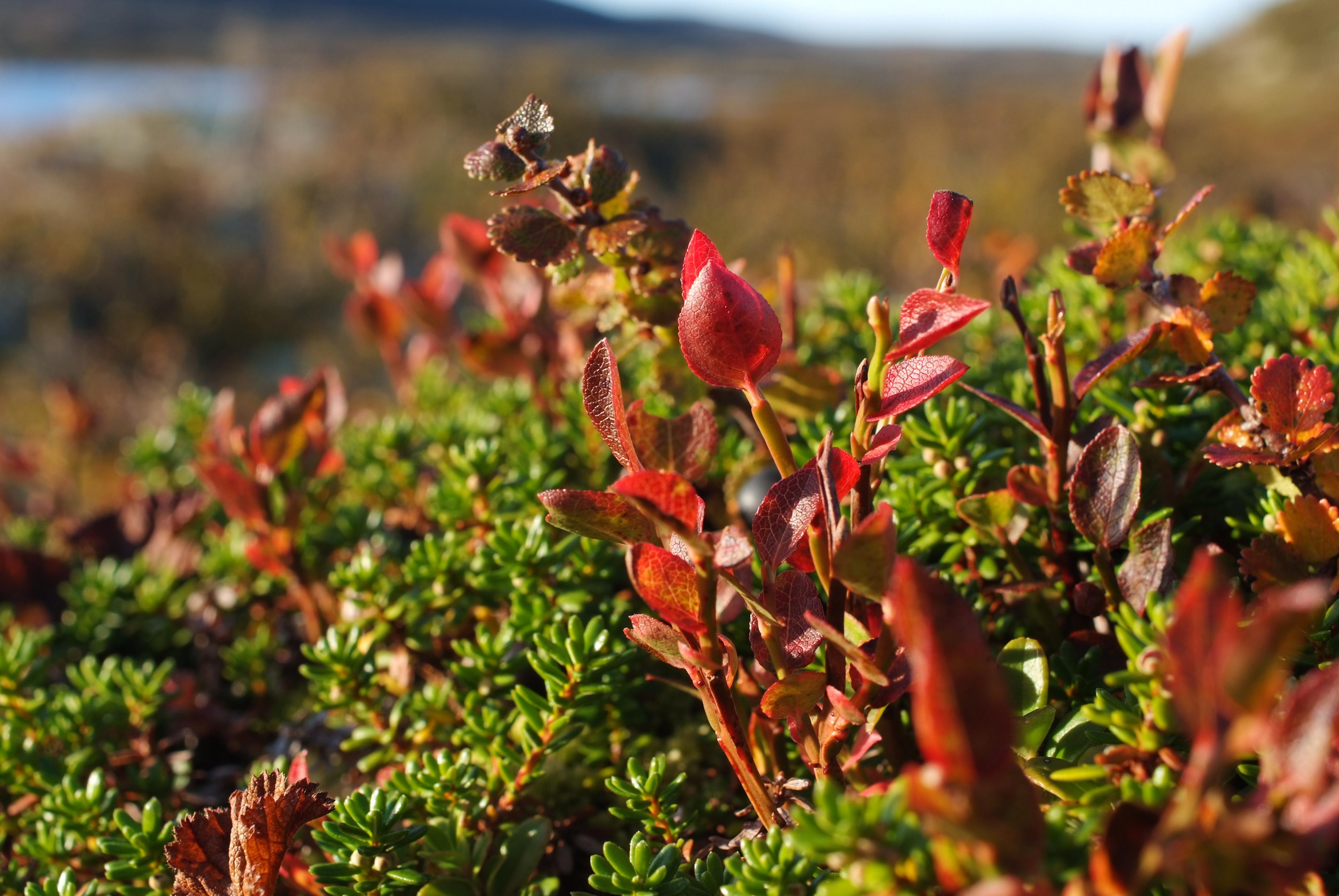 heather in autumn colors