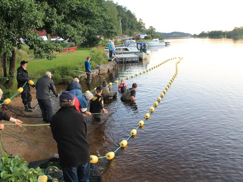 Mange mennesker holder i et garn i vannet og noen i vannet med håv for å fiske