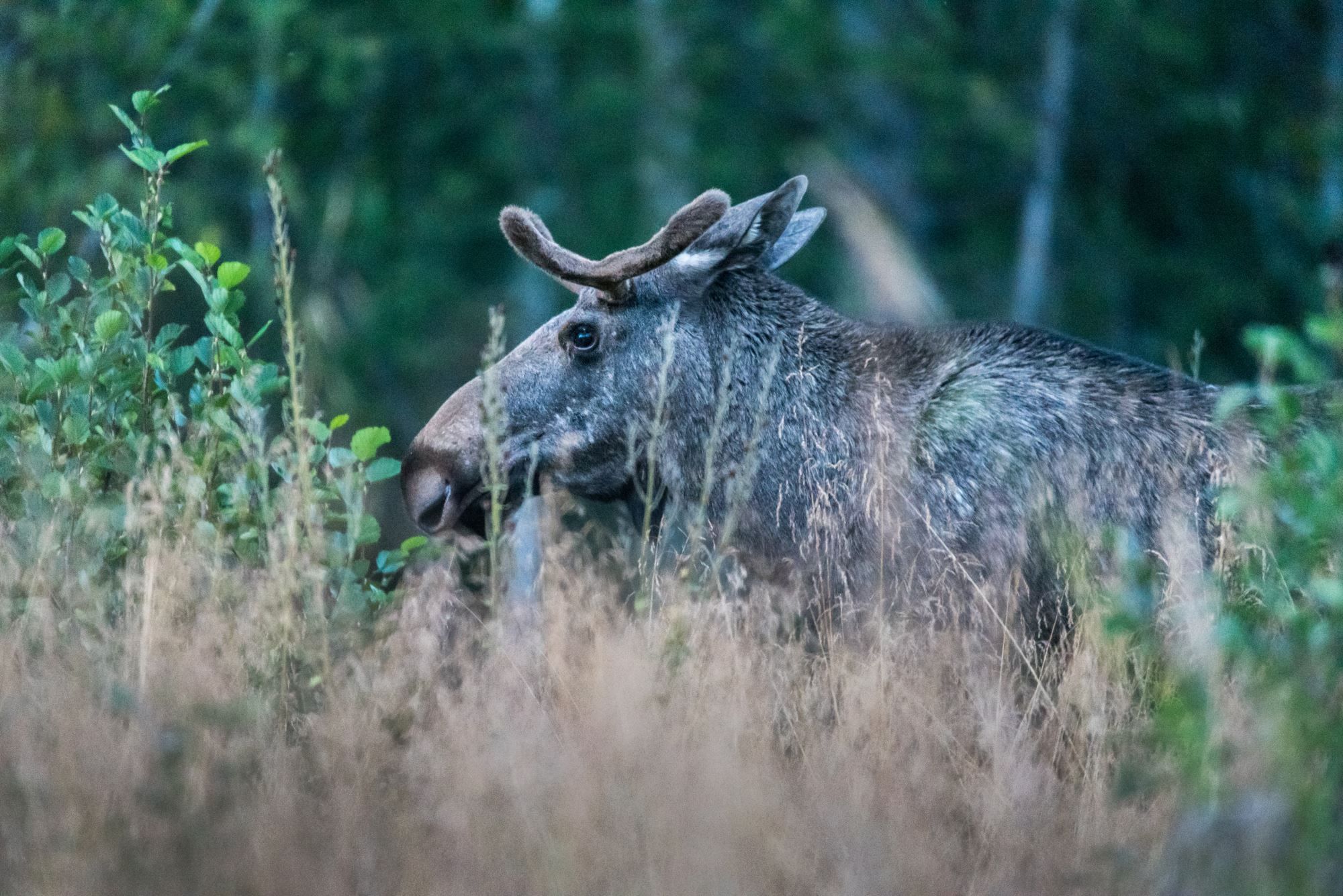 Elgsafari: Møt skogens konge!
