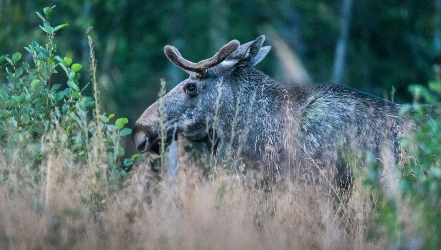 Elgsafari: Møt skogens konge!