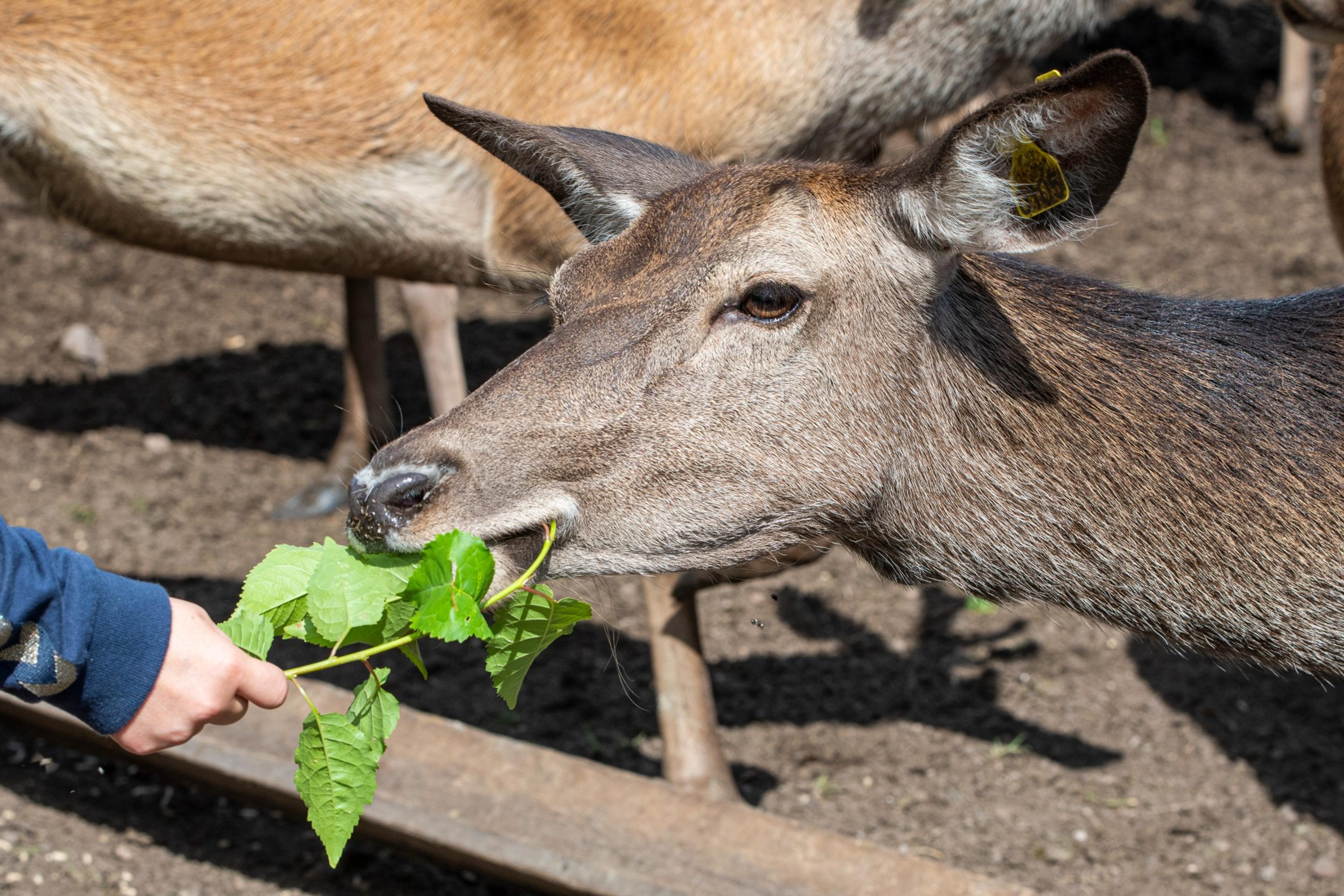Hjortegården - familien Gamkinn