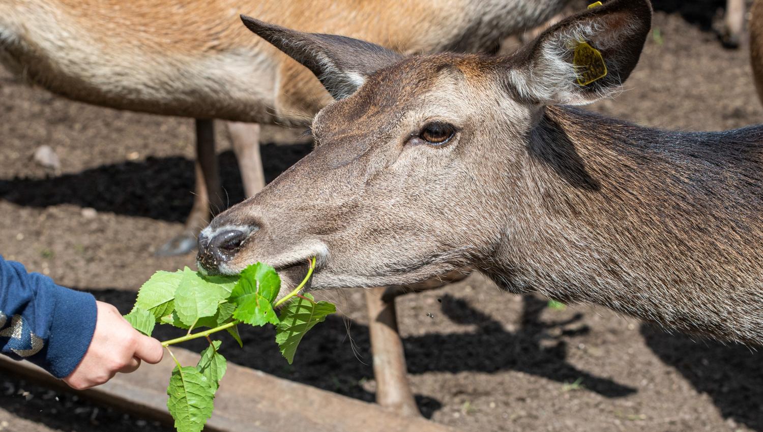 We see a hand feeding a deer over the fence