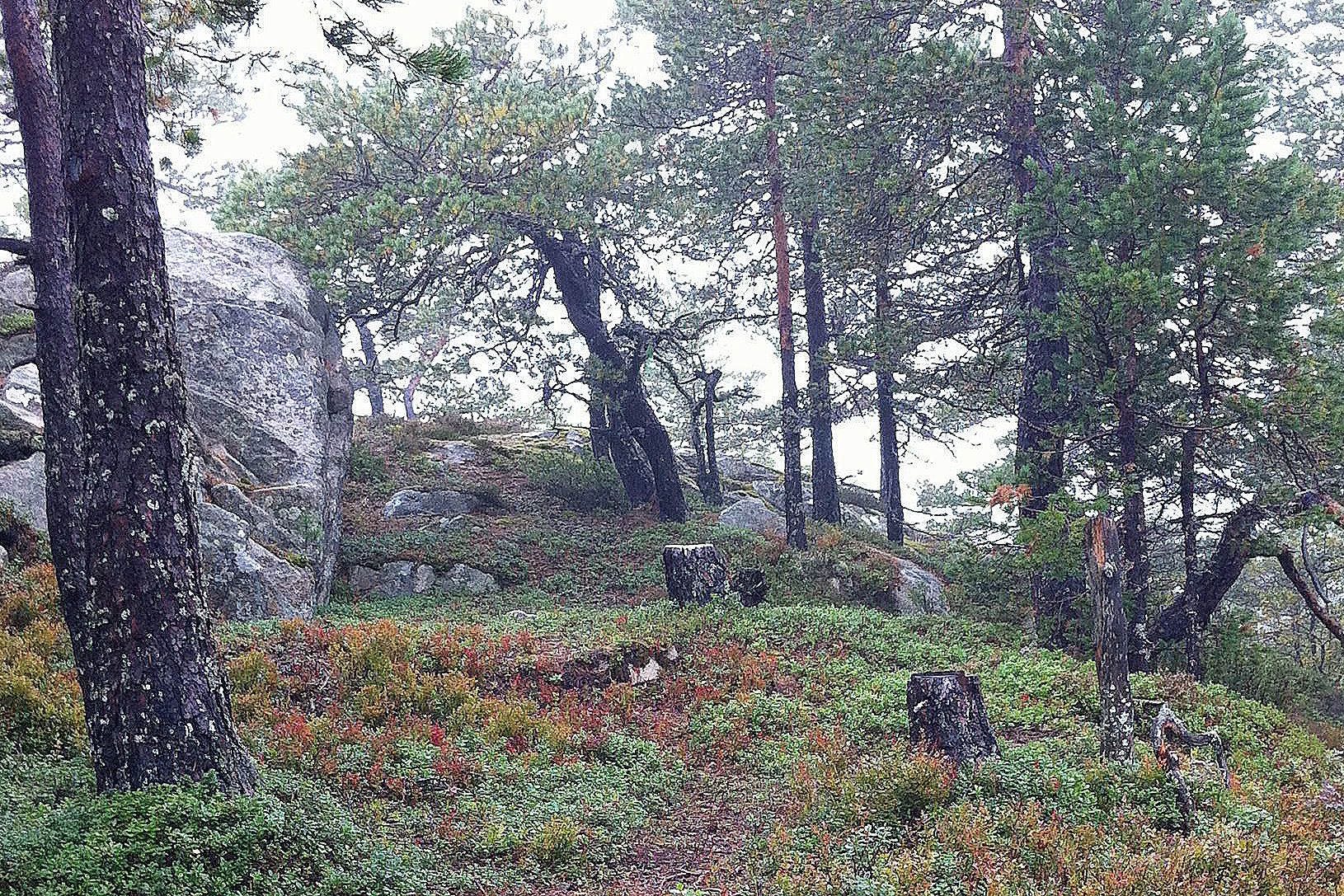 Hillestadheia i Åmli